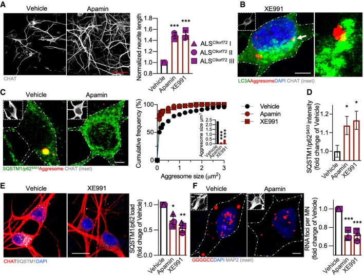 Apamin 与 XE991 处理后的神经突、蛋白聚集物及 RNA 聚集灶比较。