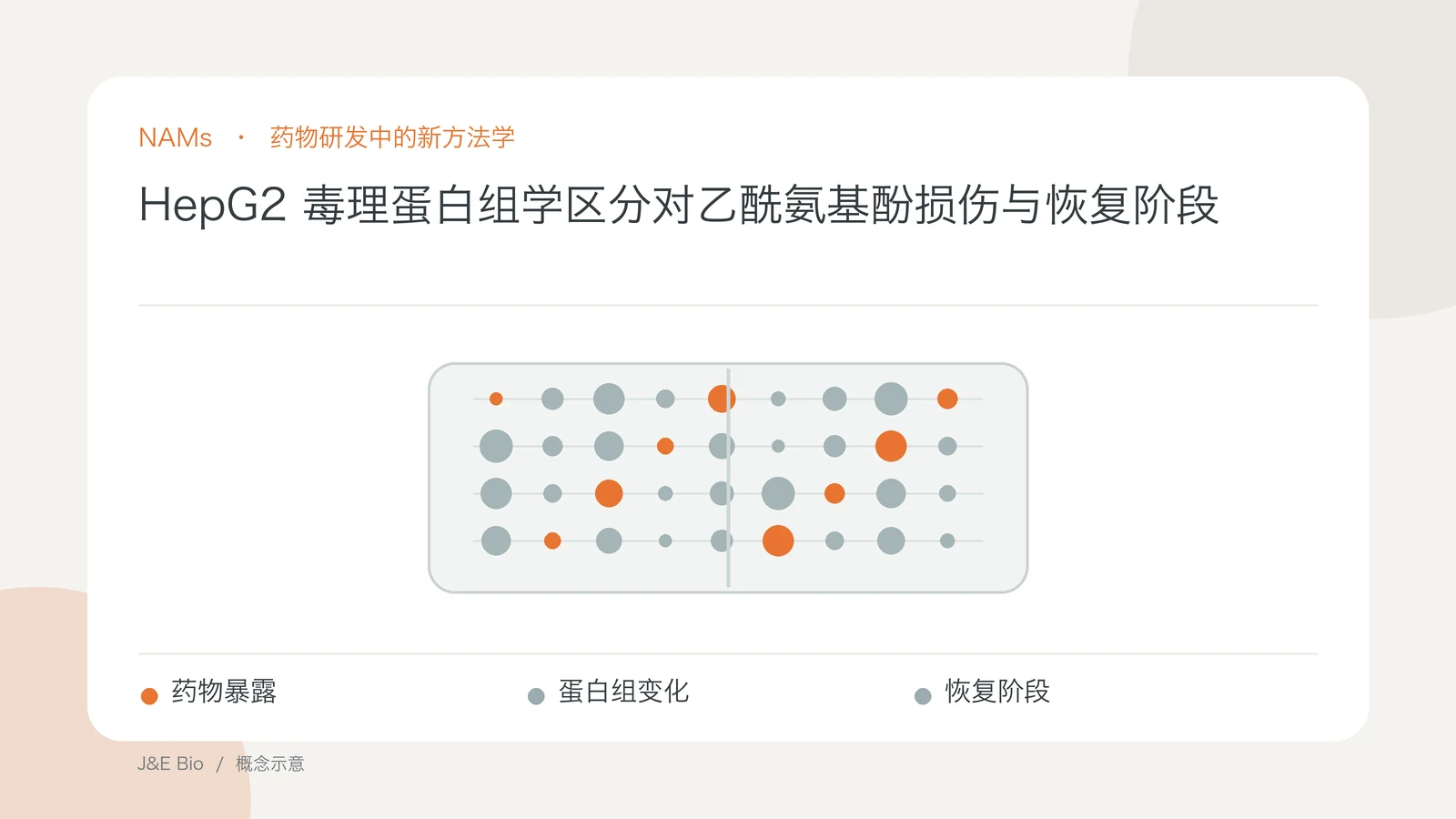 HepG2 毒理蛋白组学区分对乙酰氨基酚损伤与恢复阶段；以药物暴露、蛋白组变化、恢复阶段为主题的抽象概念图