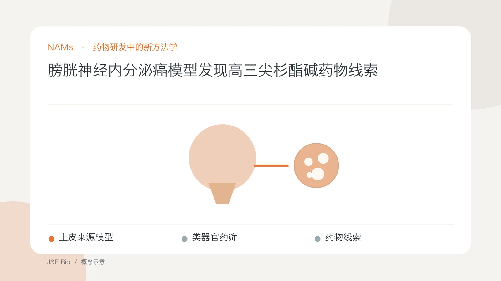 膀胱神经内分泌癌模型发现高三尖杉酯碱药物线索；以上皮来源模型、类器官药筛、药物线索为主题的抽象概念图