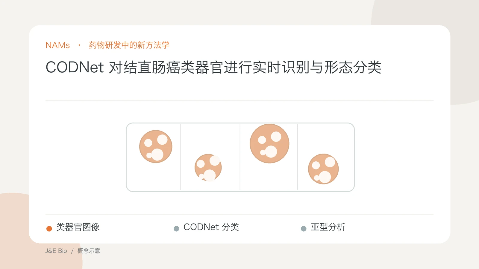 CODNet 对结直肠癌类器官进行实时识别与形态分类；以类器官图像、CODNet 分类、亚型分析为主题的抽象概念图