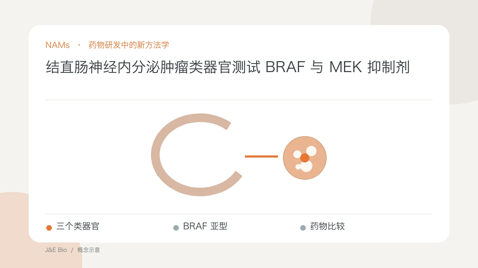 结直肠神经内分泌肿瘤类器官测试 BRAF 与 MEK 抑制剂；以三个类器官、BRAF 亚型、药物比较为主题的抽象概念图