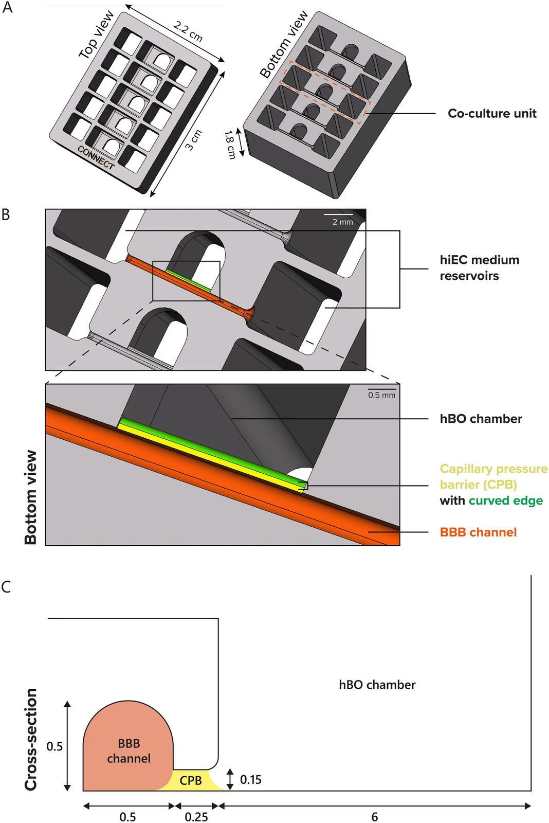 原研究 Figure 2：CONNECT 芯片的顶部与底部视图、共培养单元和血脑屏障通道—脑类器官培养室的横截面。