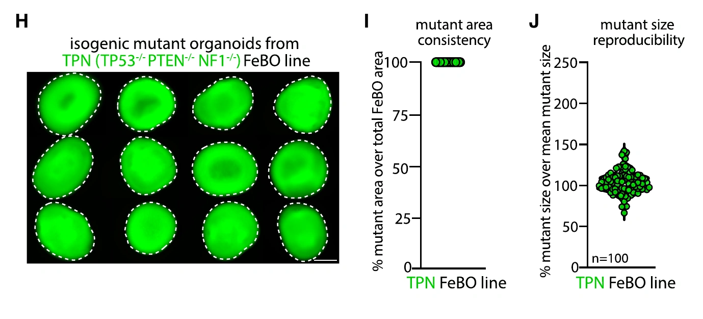 Cell 原研究图 7H–J:TPN 胎脑类器官代表性荧光图像、突变面积比例及 n=100 的相对大小分布。