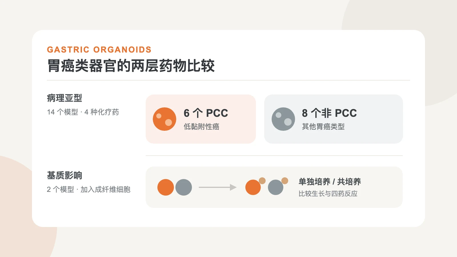 胃癌类器官分为低黏附性与非低黏附性两组做四药比较,另从两组各取 1 个模型加入成纤维细胞的示意图