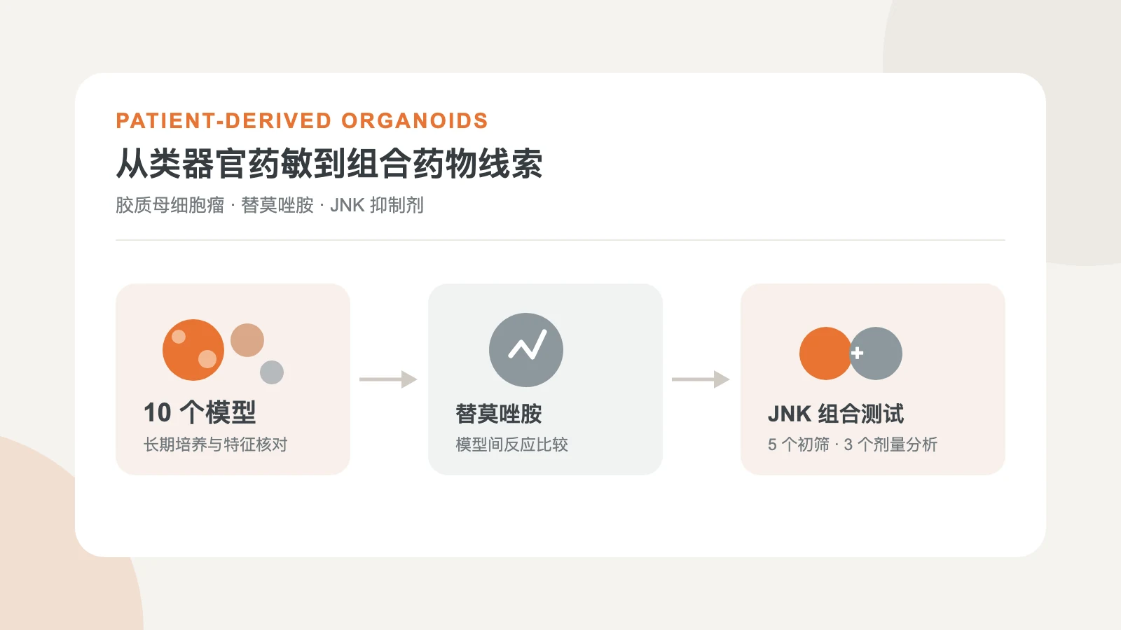 患者来源胶质母细胞瘤类器官依次进行替莫唑胺药物反应、处理前后转录组和 JNK 抑制剂组合测试的示意图
