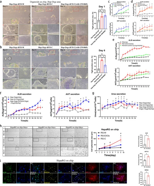 肠源外泌体的抑制与补加实验:比较肝类器官和 HepaRG 细胞的形态、白蛋白与 α1 抗胰蛋白酶分泌、尿素生成及肝细胞标志。