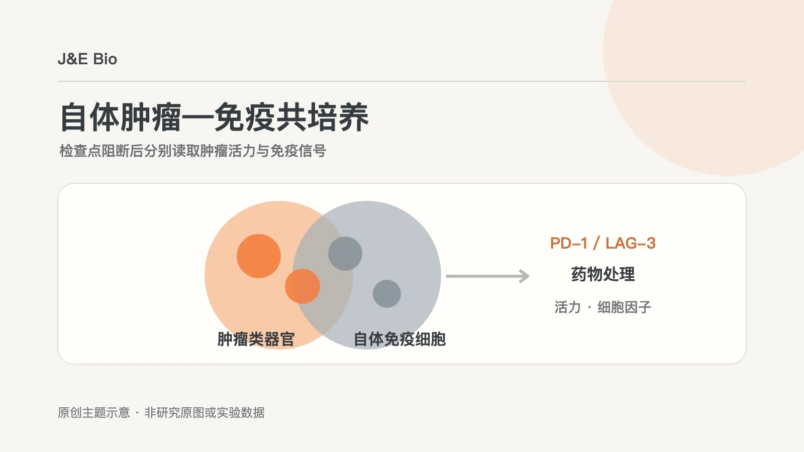 头颈癌自体类器官与免疫细胞共培养后比较检查点阻断反应的概念示意