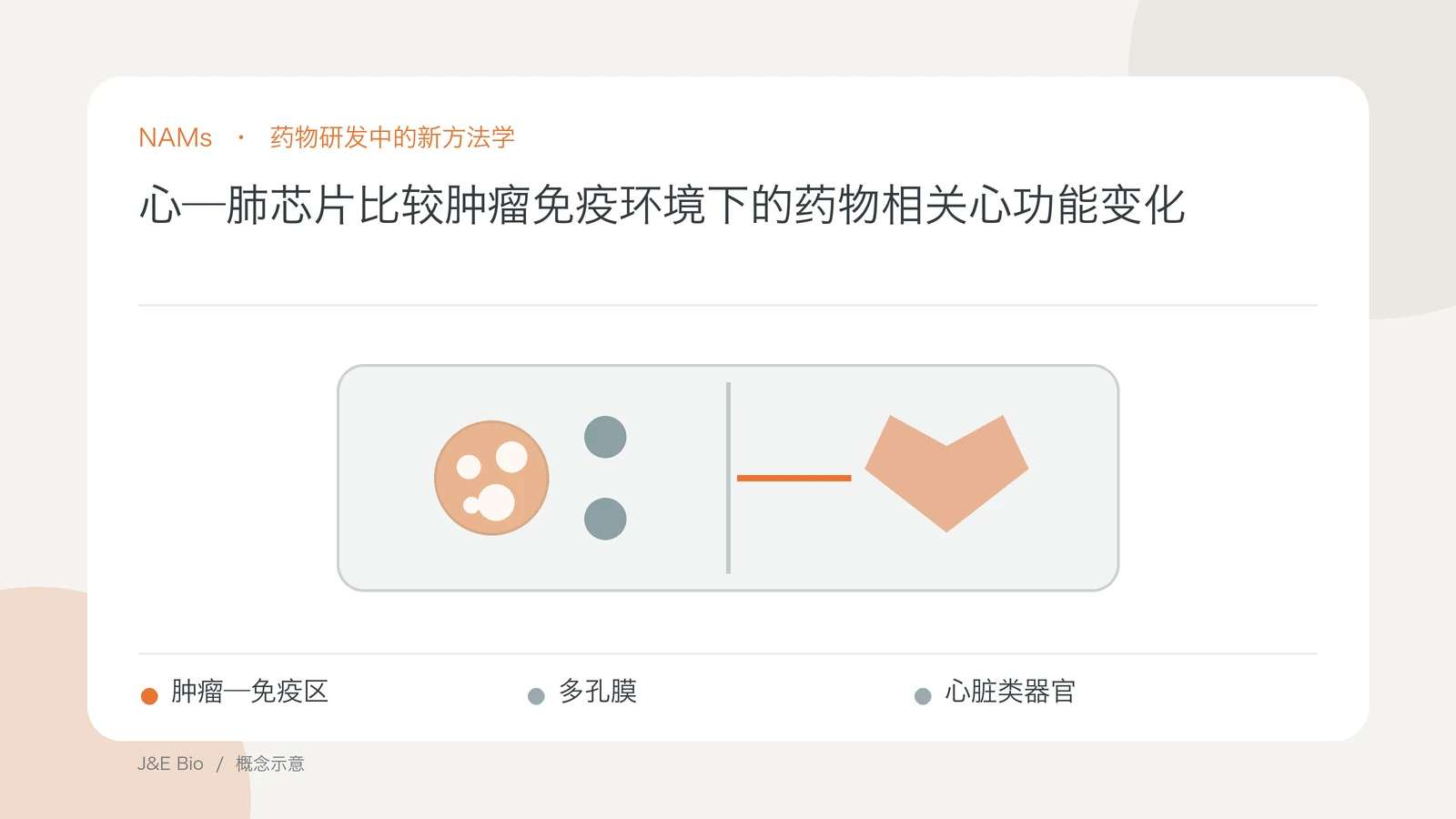 心—肺芯片比较肿瘤免疫环境下的药物相关心功能变化；以肿瘤—免疫区、多孔膜、心脏类器官为主题的抽象概念图