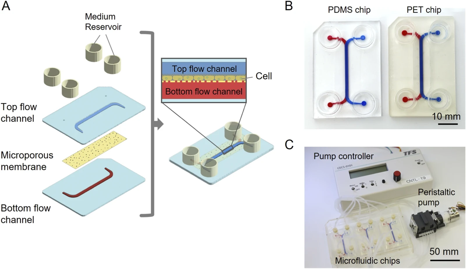 上下通道与微孔膜示意、PDMS 和 PET 芯片照片以及灌流泵系统。