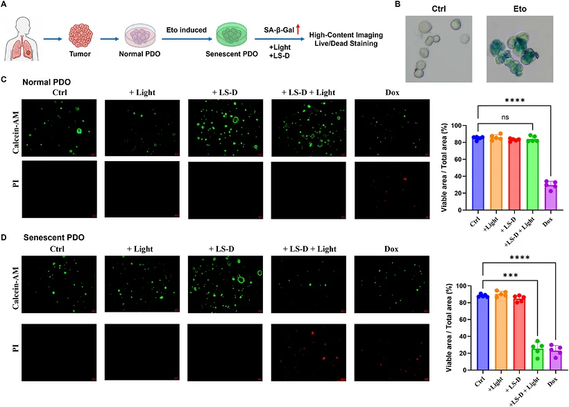 未衰老与衰老肺癌类器官在 LS-D、光处理及其组合后的活死细胞图像和存活面积比较。
