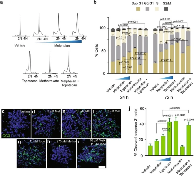 单药与联合处理的细胞周期分布及裂解型 caspase-3 染色比较。