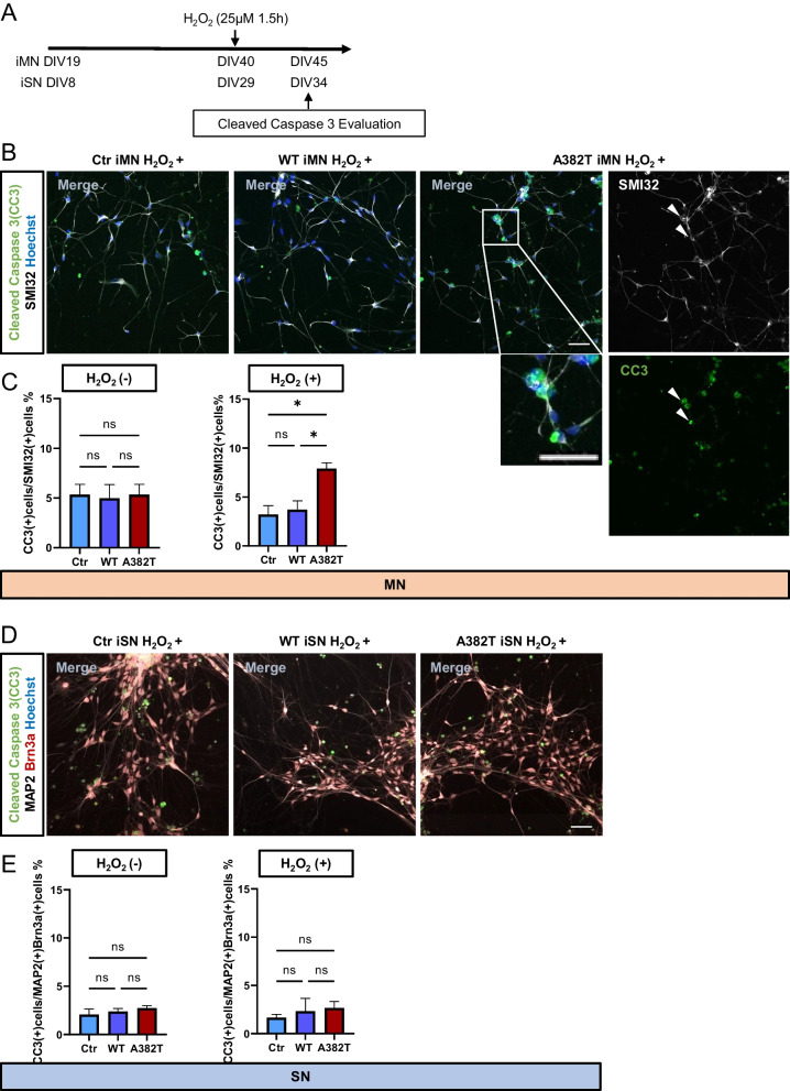 氧化应激后运动与感觉神经元的裂解型 caspase-3 染色及定量。