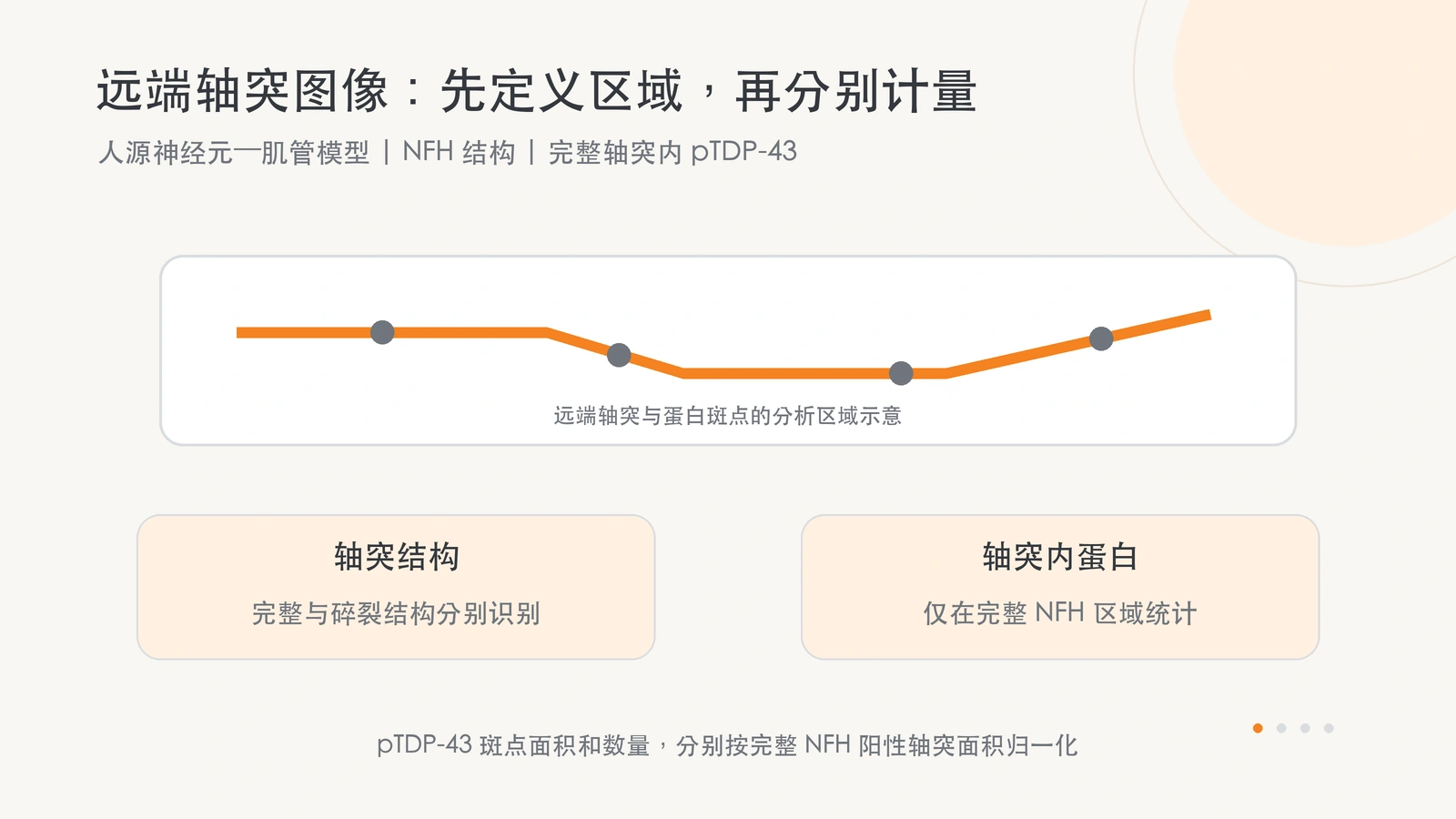 轴突结构分析识别完整与碎裂的 NFH 阳性结构；pTDP-43 斑点面积与数量的统计限定在完整 NFH 阳性轴突区域内。