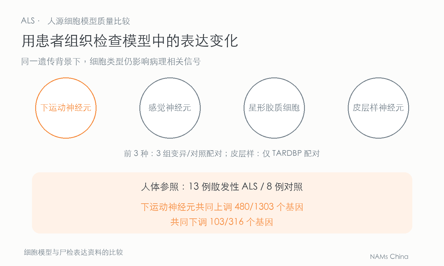 下运动、感觉神经元和星形胶质细胞采用 3 组同基因配对,皮层样仅 TARDBP 配对。运动神经元与 13 例散发性 ALS 和 8 例对照组织比较,共同上调 480/1303、共同下调 103/316 个基因。