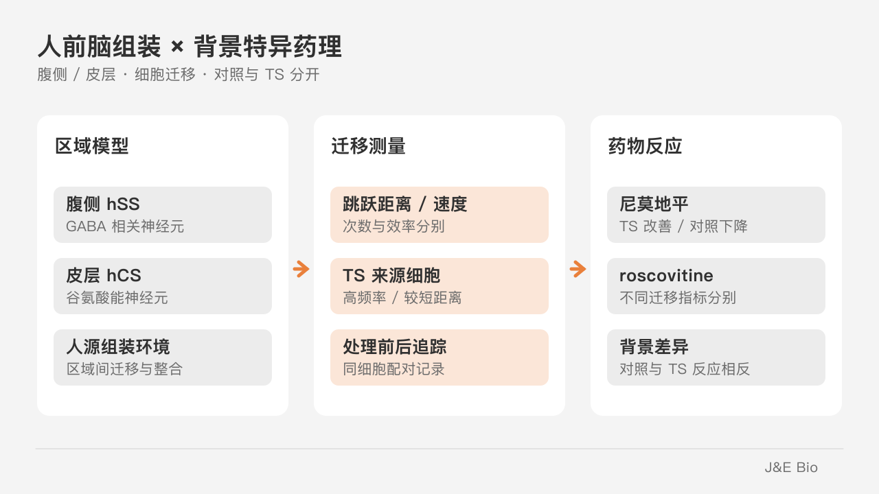人前脑组装模型中分别追踪 TS 与对照细胞迁移，并比较药理作用。原创概念示意，非原始实验图。