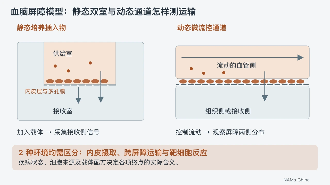 静态双室以多孔膜上的内皮层分隔供给室和接收室,动态通道在流动的血管侧加入载体并观察组织侧分布。