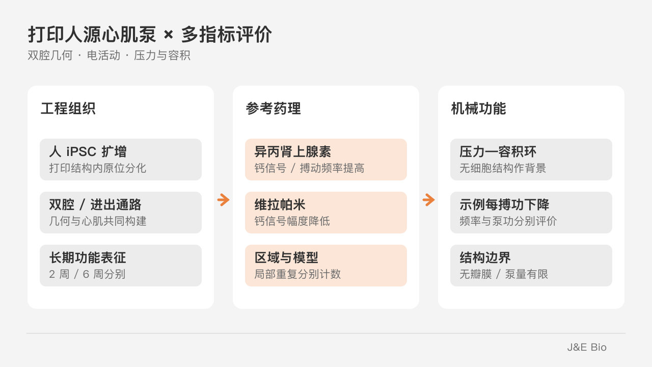 人源打印双腔心肌模型的电活动与压力—容积指标分别评价。原创概念示意,非原始实验图。