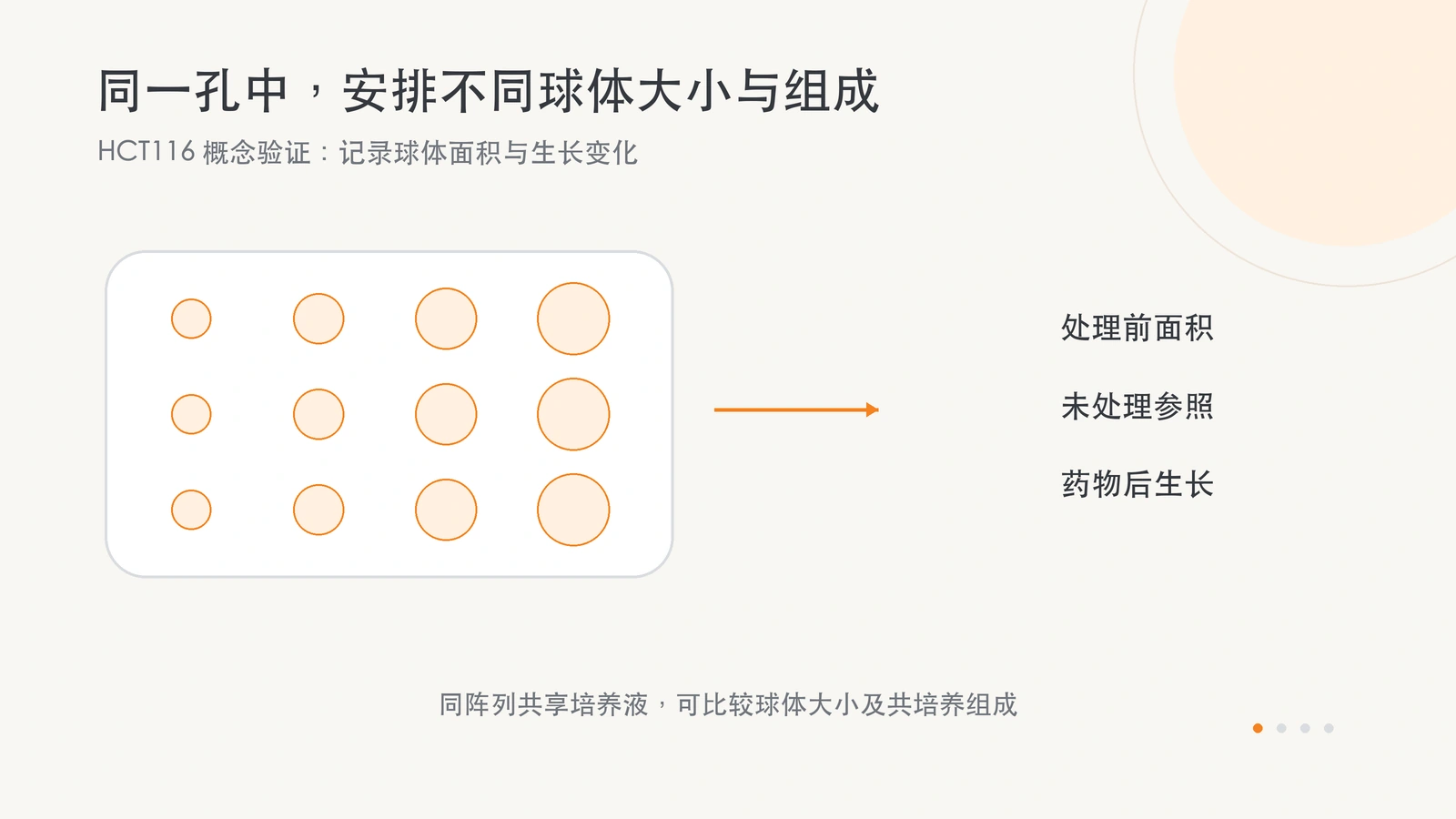 HCT116 球状体阵列在共享培养液中安排不同大小与组成，以处理前面积、未处理参照及药物后的生长变化进行比较。