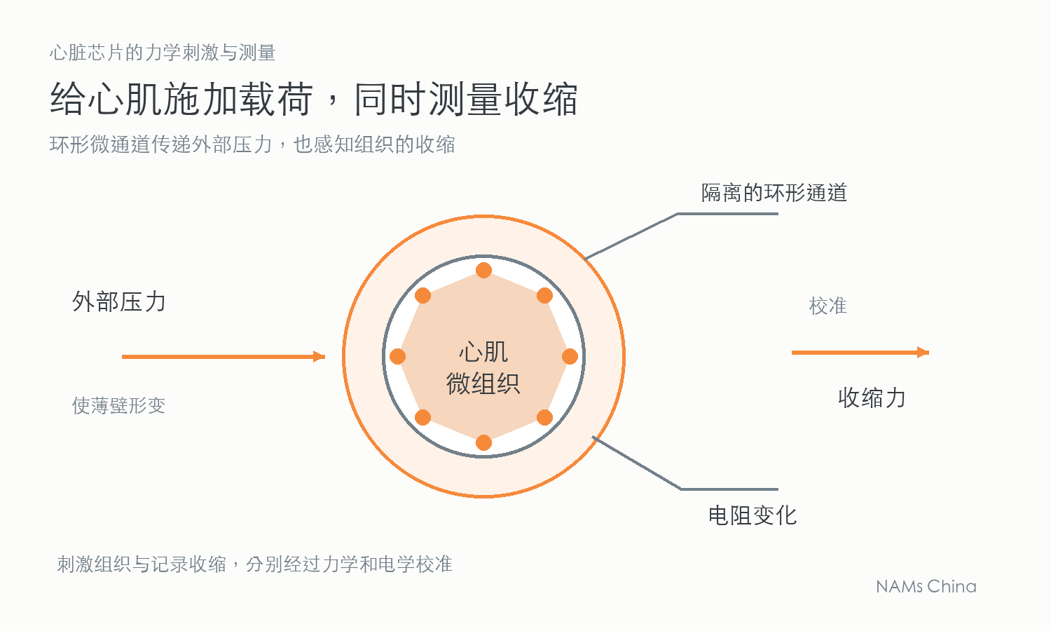 示意外部压力、心肌微组织、隔离环形微通道与电阻校准测力之间的关系。