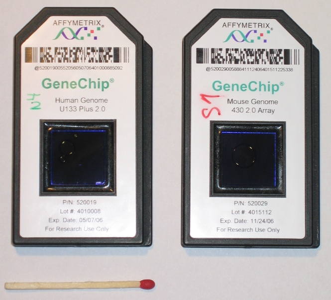 Affymetrix 表达芯片:左侧为人源 Human Genome U133 Plus 2.0,右侧为鼠源 Mouse Genome 430 2.0。