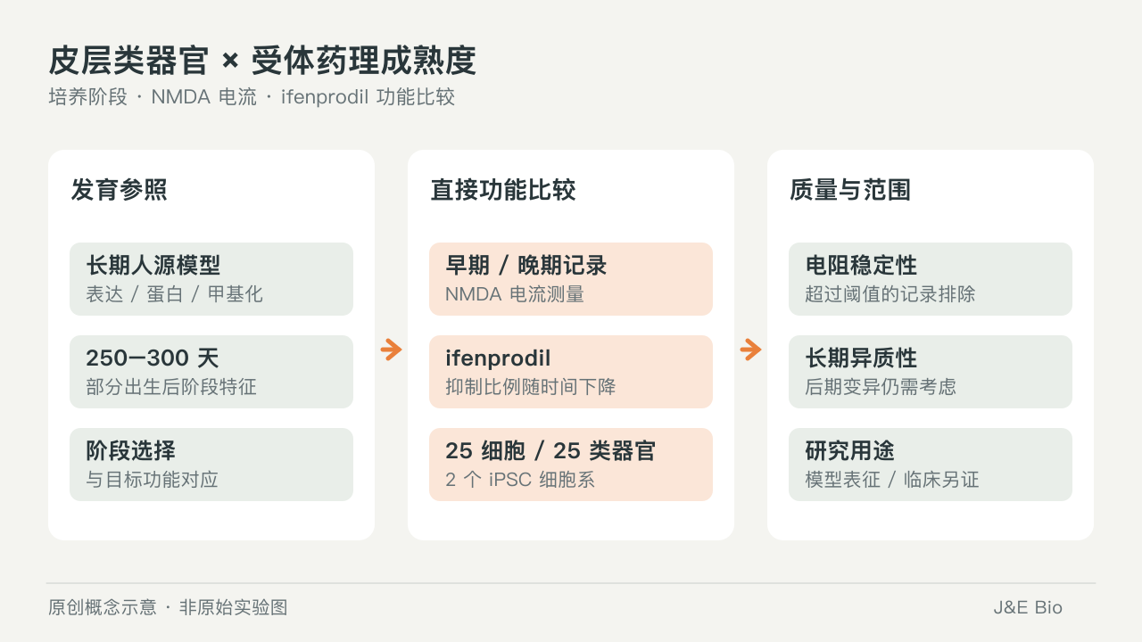 皮层类器官培养阶段与 NMDA 电流、ifenprodil 抑制比例和记录质量的关系