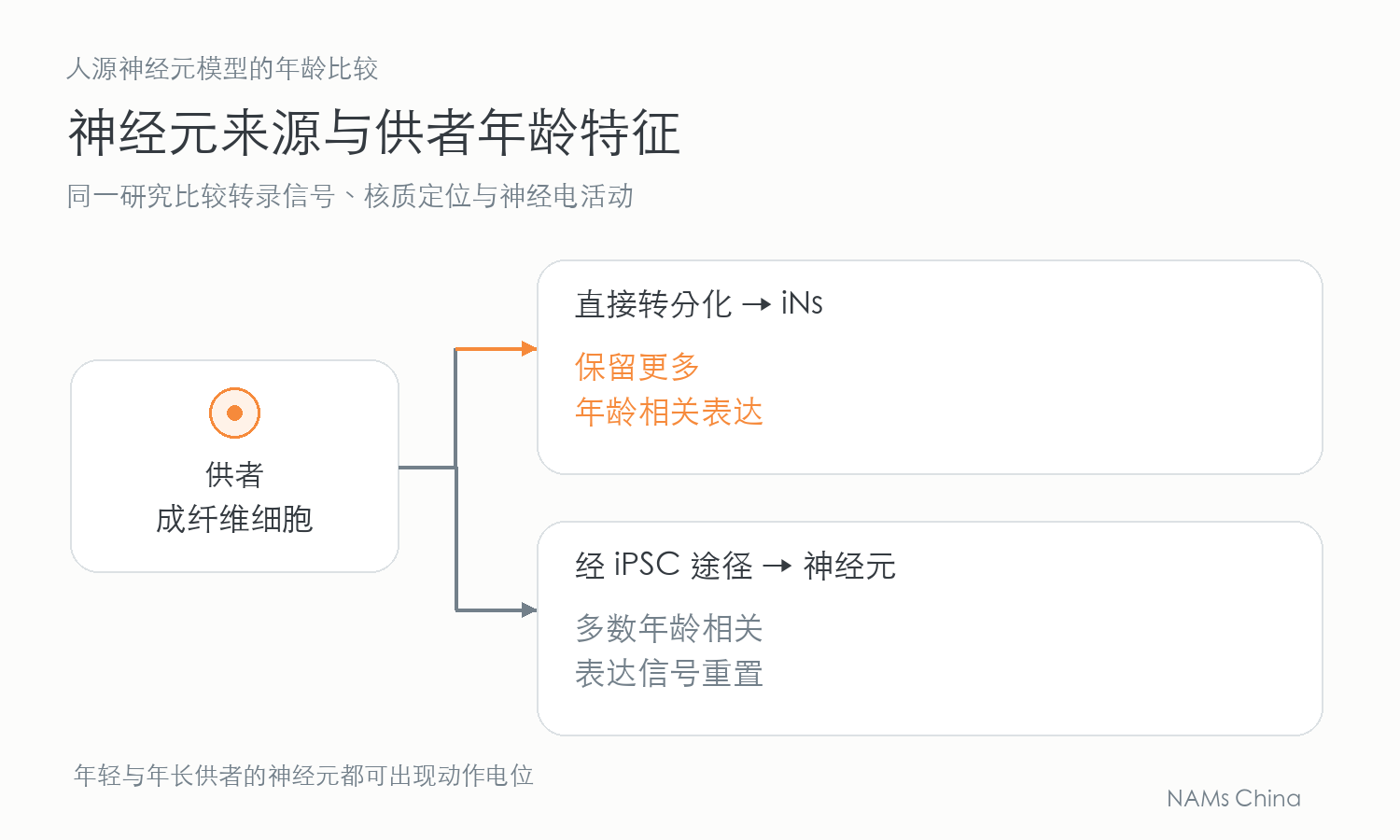 供者成纤维细胞分为直接转分化和经 iPSC 途径两支,说明前者保留更多年龄相关表达,后者多数年龄信号重置。