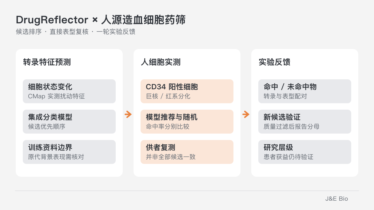 转录特征给小分子候选排序，在人 CD34 阳性细胞中直接复核谱系表型，再以配对实验资料更新输入特征。原创概念示意，非原始分群或药筛数据。