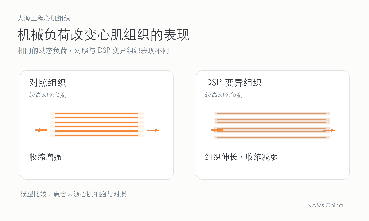 两组心肌组织示意,对照在较高动态负荷下收缩增强,DSP 变异组织伸长且收缩减弱。