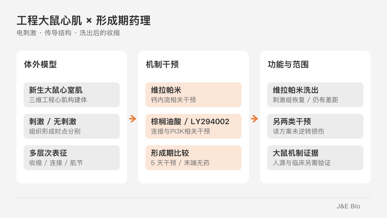 工程大鼠心肌的电刺激、形成期机制干预与末端收缩比较。原创概念示意,非原始实验图。