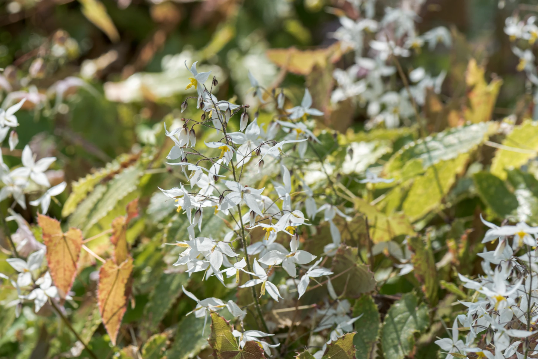 淫羊藿（Epimedium brevicornu）的花与叶。