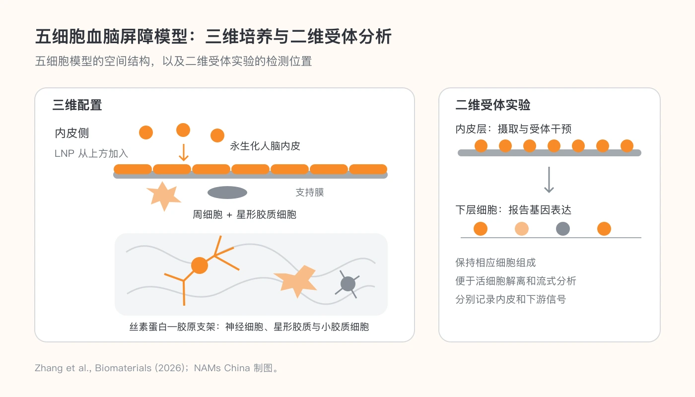 三维神经区与内皮屏障的分隔结构及二维受体分析位置