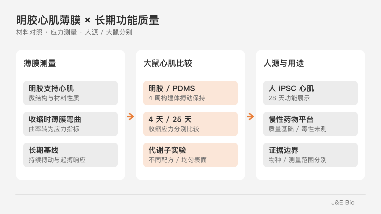 明胶薄膜的长期心肌功能与不同物种和子实验范围分别评价。原创概念示意,非原始实验图。