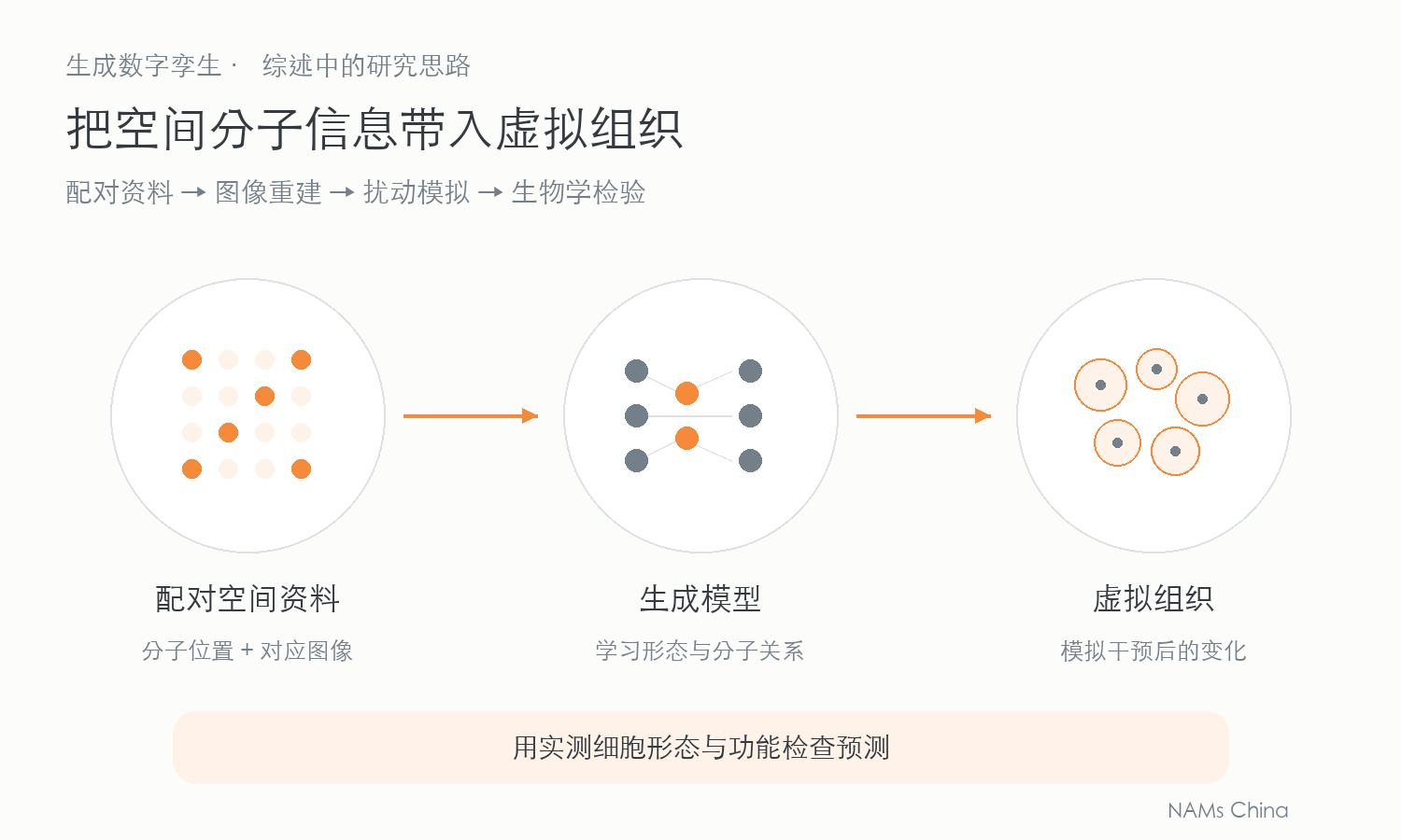 配对空间分子信息与组织图像输入生成模型,得到可模拟扰动的虚拟组织,再以实测生物特征检查预测的概念图。
