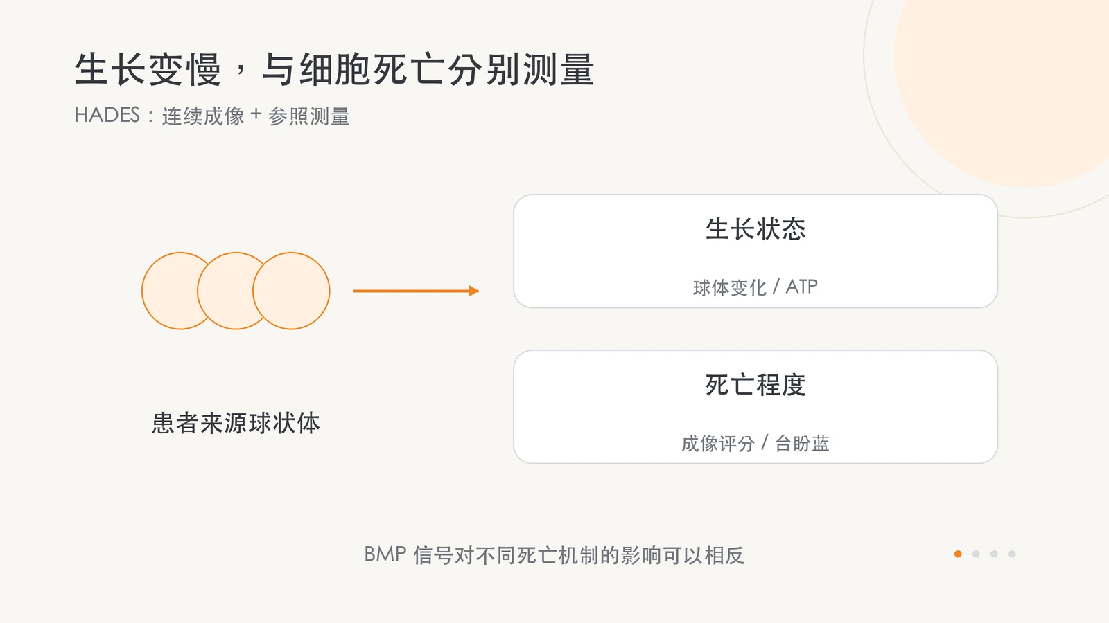 三维胶质瘤模型同时检查生长和死亡,以相应参照测量区分药物作用。