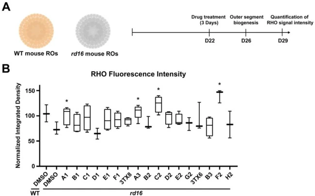 图中以小鼠 rd16 视网膜类器官比较 17 种候选物的视紫红质荧光信号；A3 为后续在人源类器官中验证的卤泛群。