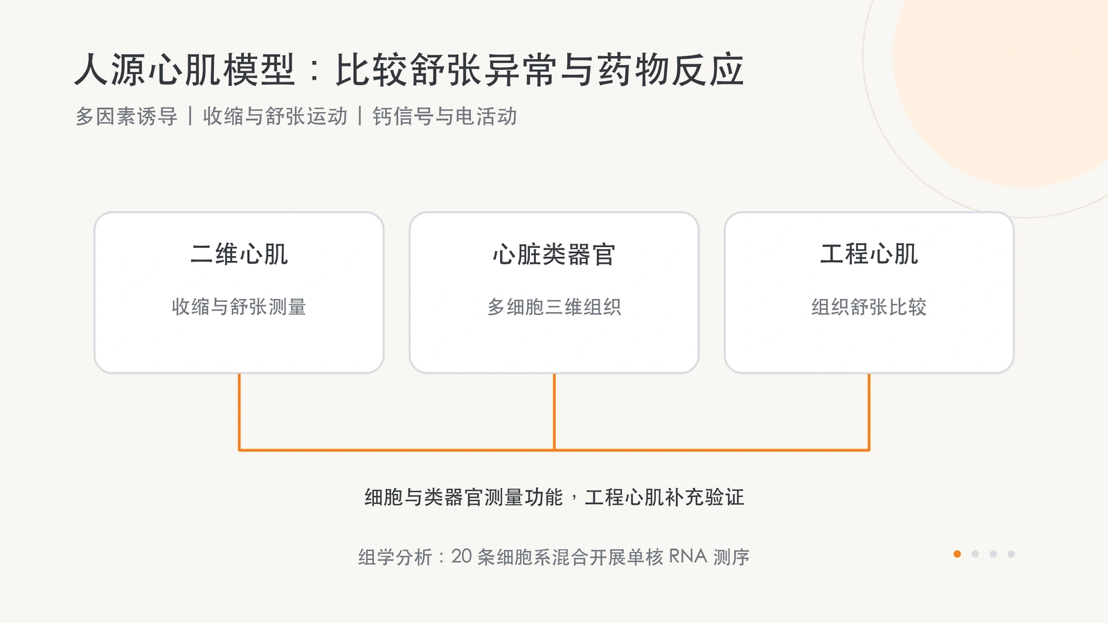 研究在二维心肌细胞、心脏类器官和工程心肌组织中评价舒张反应，结合钙信号、电活动与药物比较。