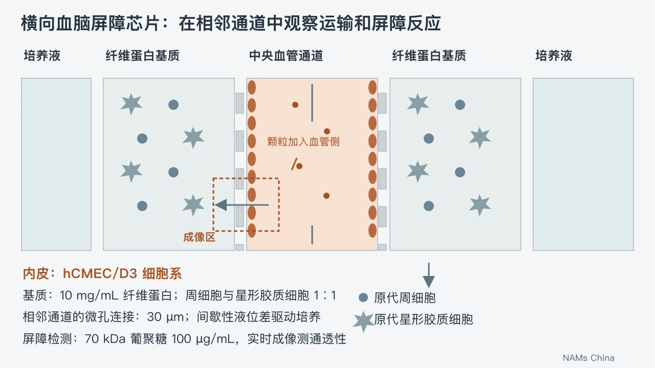 中央血管、两侧含胶质细胞的纤维蛋白基质及外侧培养液通道,标出内皮层、成像位置与跨屏障观察方向。