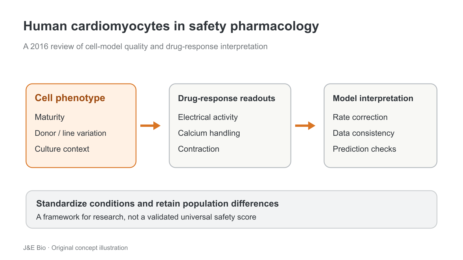 心肌细胞成熟和供者差异影响电活动、钙离子变化与收缩指标,再影响计算及安全判断的原创概念图。