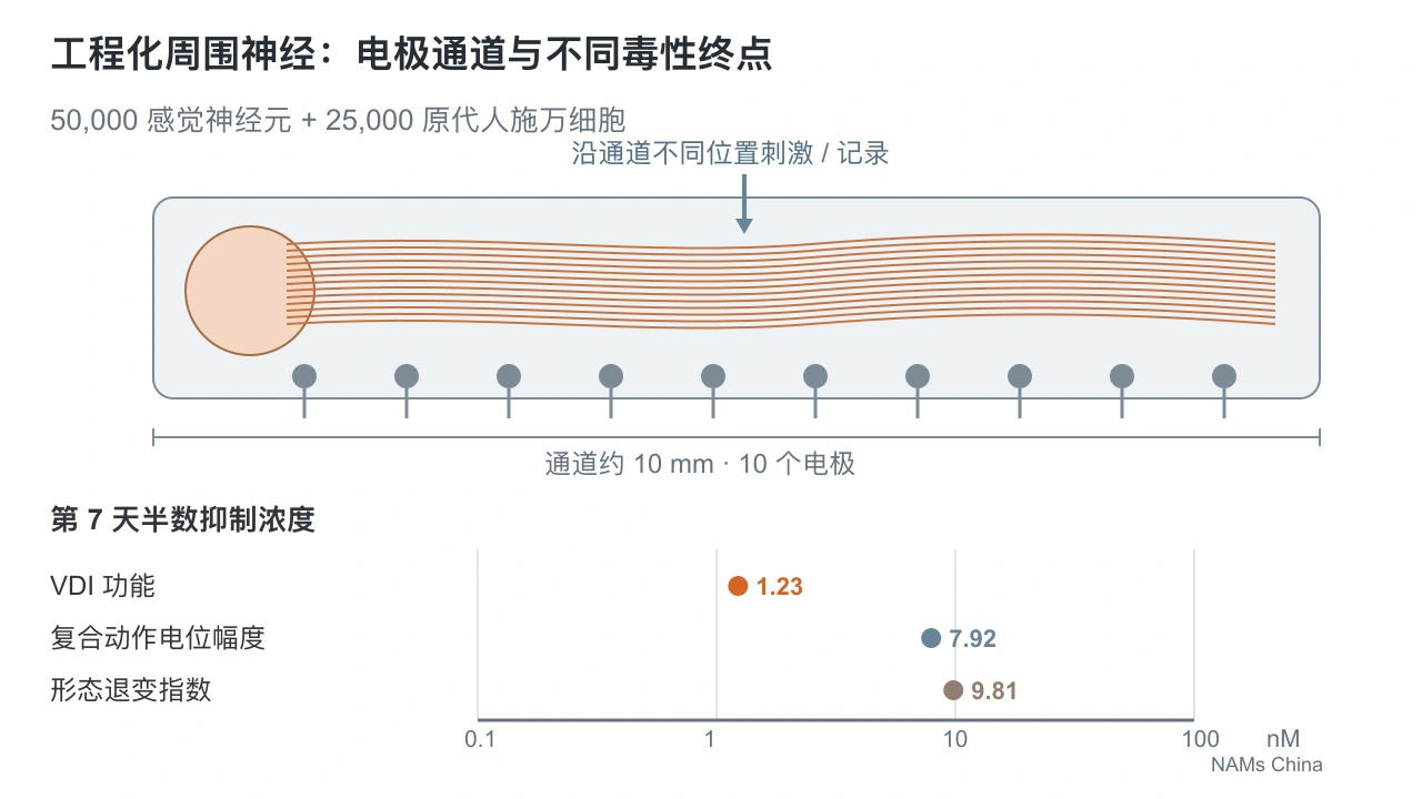横版独立示意图显示神经元与施万细胞共同聚集体及神经纤维通道,通道总长约 10 mm,底部 10 个电极标出刺激和记录位置;下方共同对数浓度轴表示第 7 天 VDI 1.23 nM、CAP 幅度 7.92 nM 和形态退变 9.81 nM。