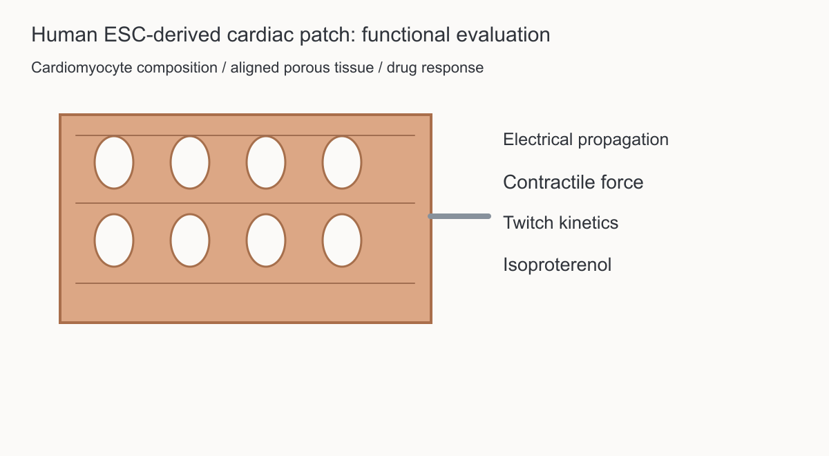 有孔心肌贴片和电传播、力学评价的概念对象