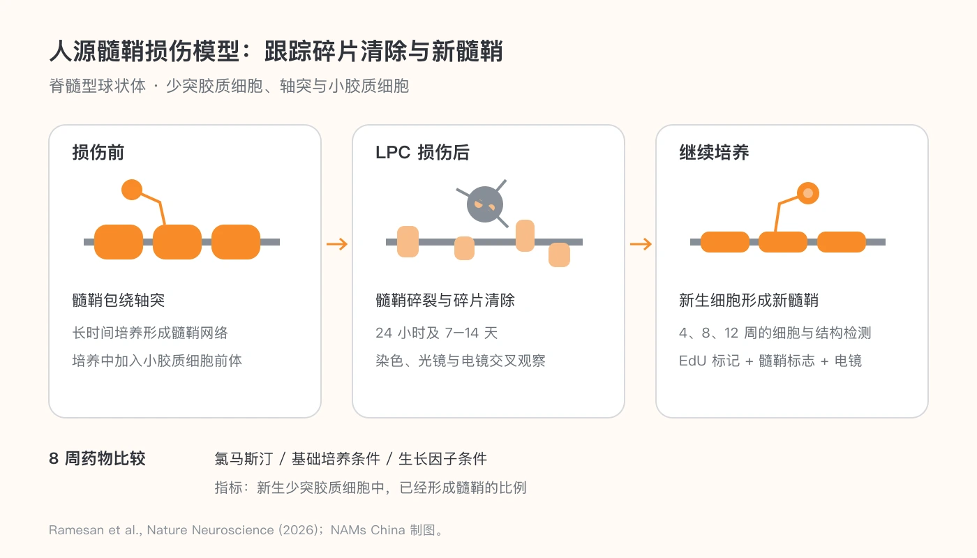 髓鞘损伤与修复的观察时间和氯马斯汀比较条件