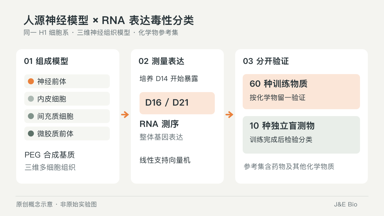 人源神经组织模型与 RNA 表达分类流程，分开标注 60 种训练物及 10 种独立盲测物