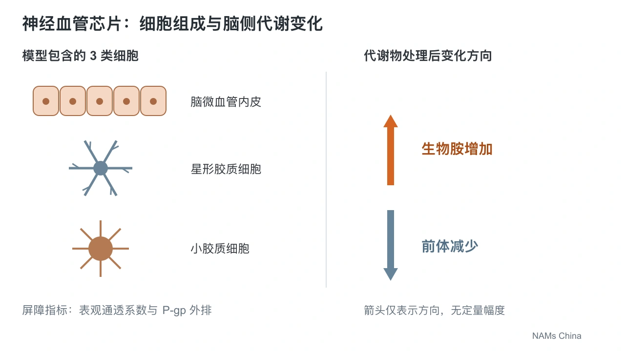 横版独立信息图用内皮细胞、星形胶质细胞和小胶质细胞的符号标出模型组成，右侧并列表示生物胺增加和前体减少的方向箭头。