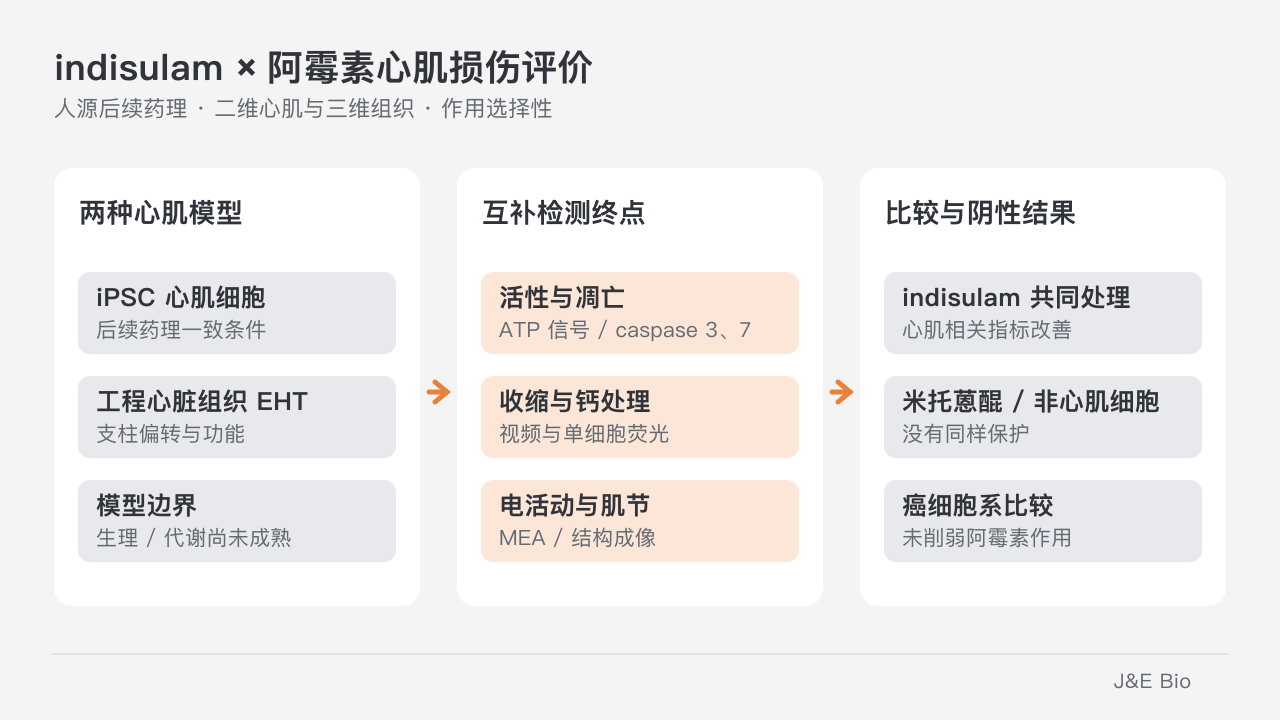 人 iPSC 心肌细胞与工程心脏组织,分别用活性、收缩、钙处理和电活动评价 indisulam 共同处理后的阿霉素损伤。原创概念示意,非原始组织或实测曲线。