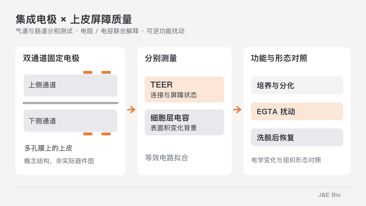 双通道芯片的固定电极分别测量上皮电阻和电容,结合培养、EGTA 扰动与洗脱恢复检查屏障质量。原创概念示意,非实际器件或原始实验图。