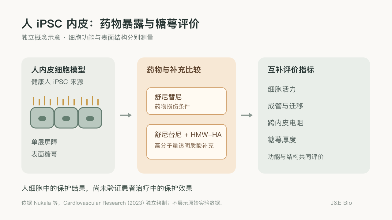人 iPSC 内皮模型中舒尼替尼单独处理与透明质酸补充的比较,分别检查功能和糖萼结构。原创概念示意,非原始实验数据。