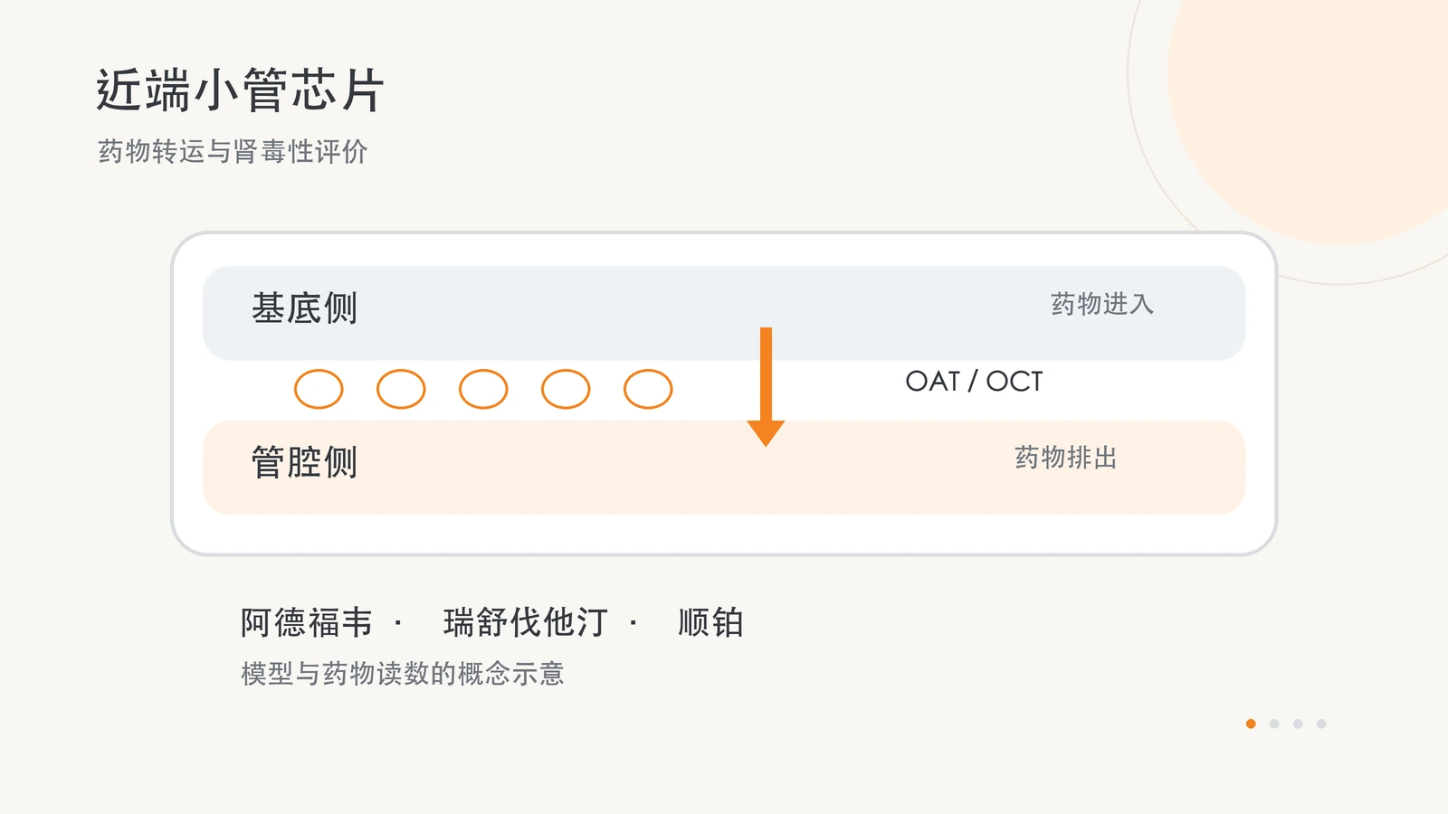 橙灰色原创概念图显示基底侧、近端小管细胞层与管腔侧,以及药物运输方向。