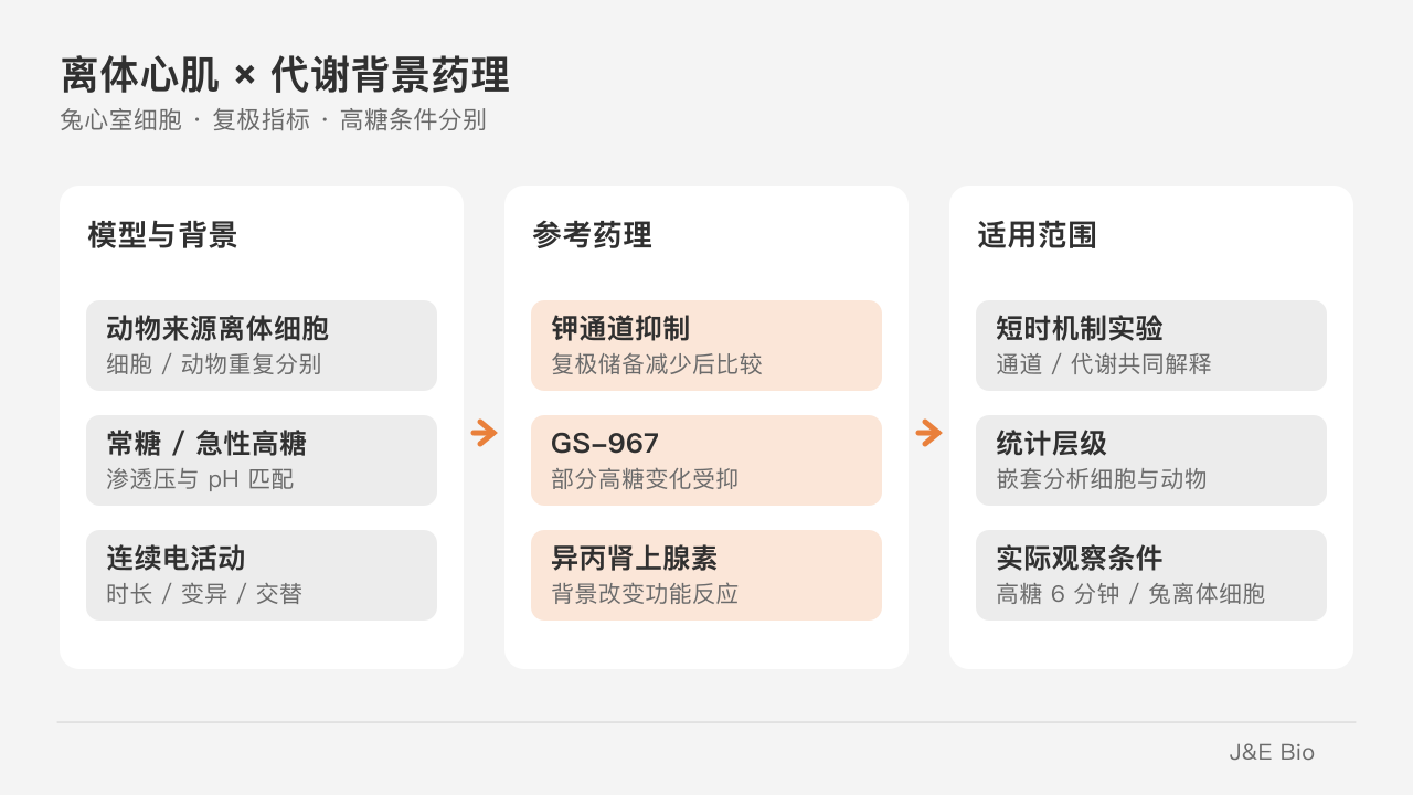 离体兔心肌细胞的代谢条件、参考药理与复极稳定性分别评价。原创概念示意,非原始实验图。