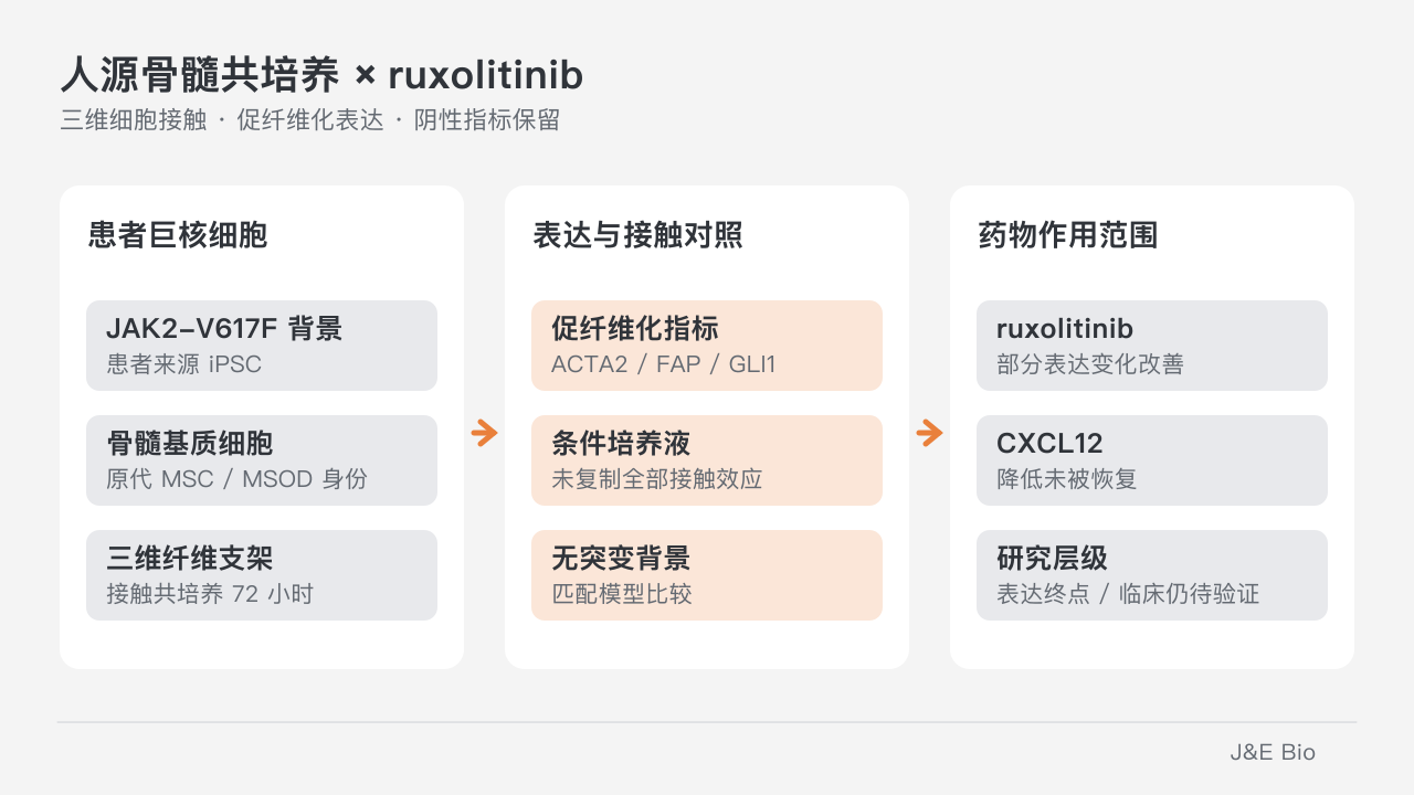 患者巨核细胞与人骨髓基质在三维纤维支架共培养,比较 ruxolitinib 对促纤维化表达及未恢复的 CXCL12 的作用。原创概念示意,非原始组织或数据图。
