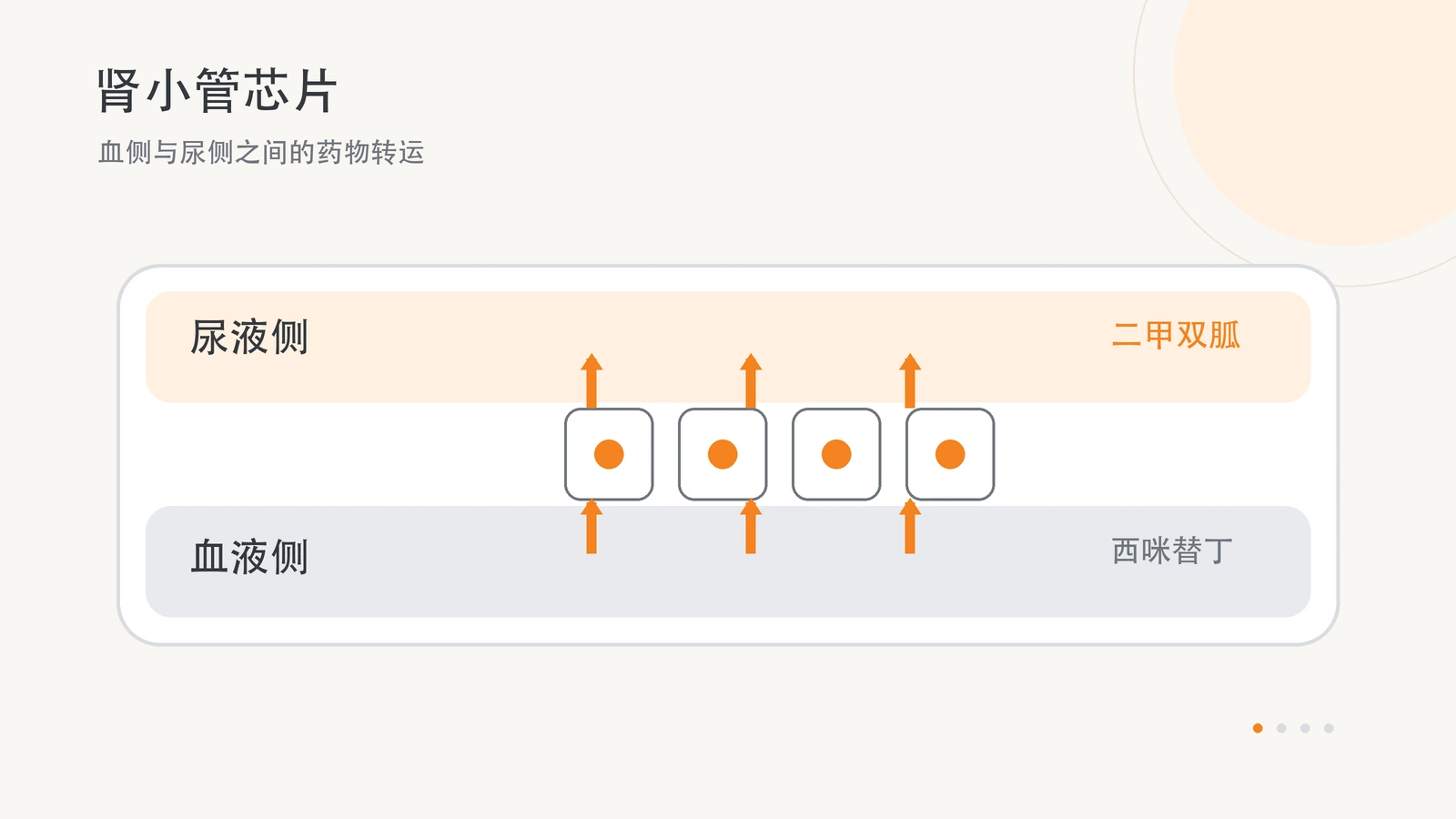 原创横版示意图：双流近端肾小管细胞层分隔血液侧和尿液侧，箭头表示二甲双胍从血侧向尿侧转运。